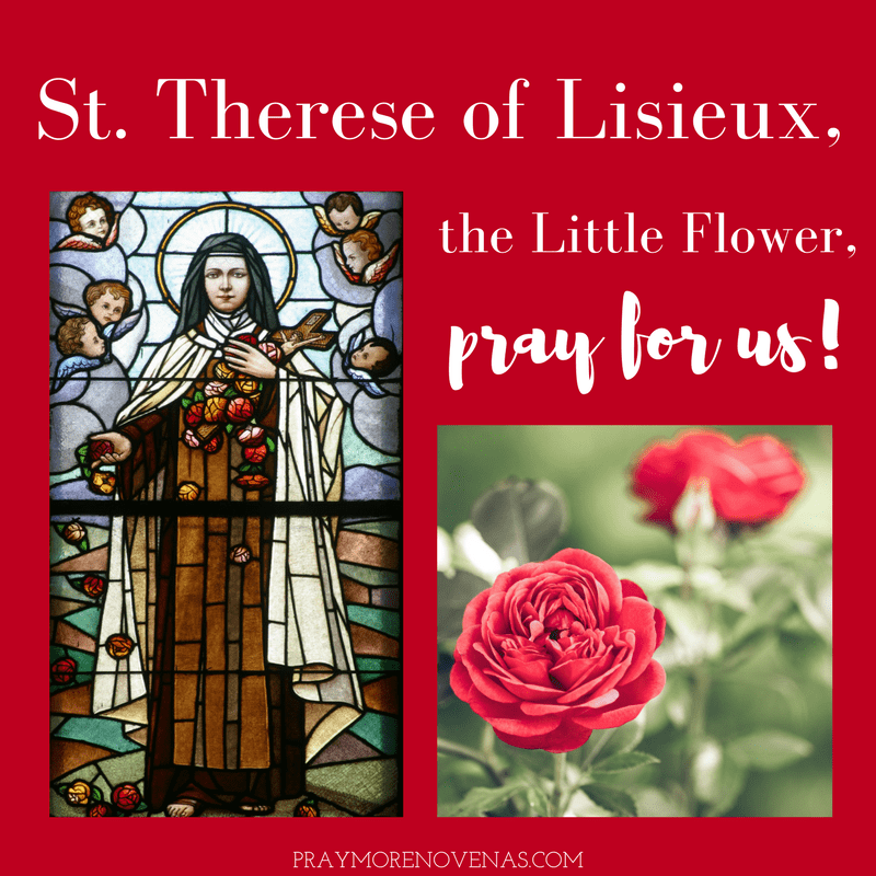 St Therese Feast Day Red Rose - Society of the Little Flower - US